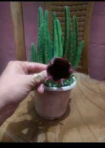 Rare 2 Color  Two Variety Cactus Plant