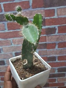 Dragon Fruit Plant Without Pot