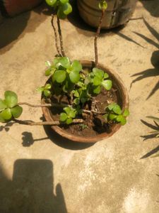 Lucky Jade Plant With Root Outdoor-indoor
