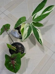 Set 2 Calcium,& Never Plant