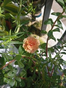 combo of Moss Rose Plant