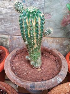 Unique Green Cactus in Black Pot