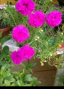 Jade Plant, Snake Plants, Portulaca Colour Of 4