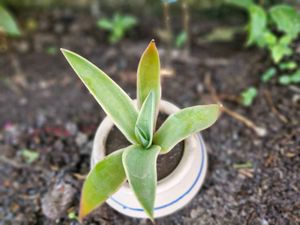 Mini Ceramic Potted Succulent