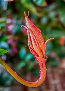 Brahma Kamal - Queen of the Night Epiphyllum
