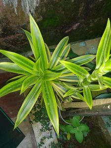Choose Any Plant @49rs
