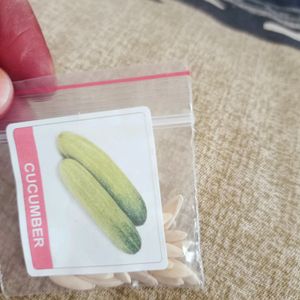 Different Gourds Seeds