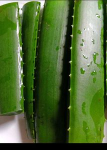 AloeVera Stem