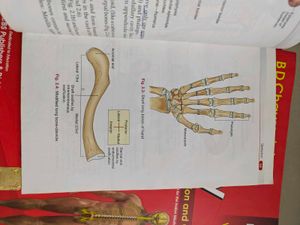 BD Chaurasia Anatomy Book Set