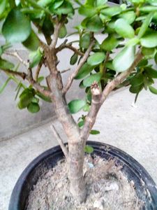 Jade Bonsai (Lucky Plant)