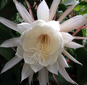 Brahma Kamal - Queen of the Night Epiphyllum