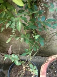 Rose Plant Stem Cuttings