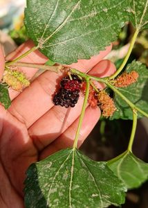 High Yielding Mulberry Fruit  Plant Stem Cuttings