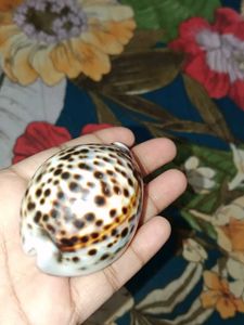 Natural Cowrie Shell