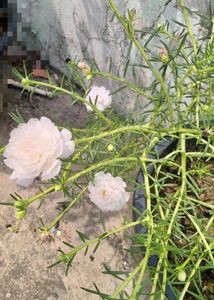Moss Rose Combo