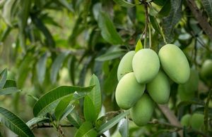 Thai Mango Plant