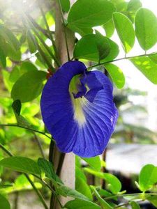pack of 50 seeds aprajita blue flower