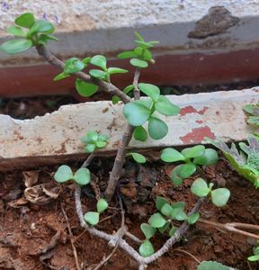 Jade-Plant Succulent Indoor/Outdoor