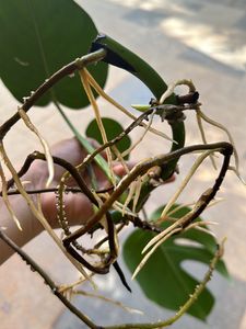 monstera deliciosa Swiss Cheese Plant Live Roots