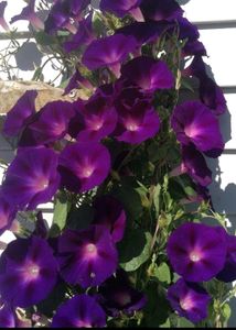 Morning Glory Seeds 🌹Very Beautiful Flowers As You Can See....same Colour...