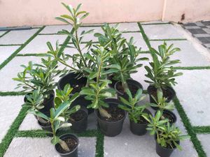Live Plants (Rate: 150-350/-)