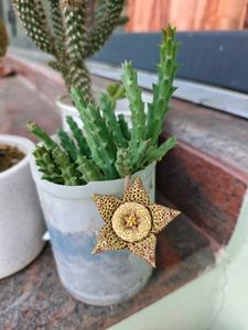 Combo Of 3 Cactus Cuttings