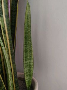 Dracaena Trifasciata Plant