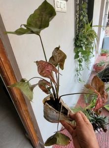 Set 2 Arrowhead Vine &amp;Pandanus Veitchii Plants🪴