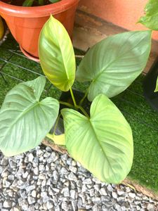 silver homolomena same plant