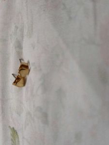Leaf Cufflinks