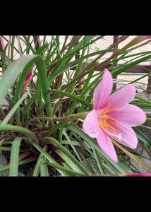 Rain Lily Bulbs