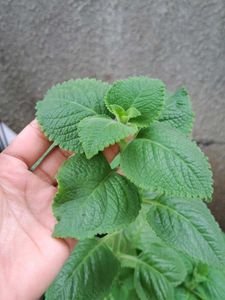 Ajwain Plant Positive Energy