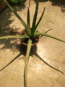 Combo 1 Alovera Nd 2 Blub Rajnigandha Plant