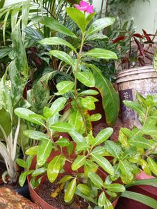 Pink Periwinkle Plant