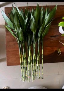 Lucky Plants (Bamboo Plant)