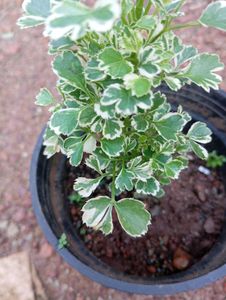 Variegated Aralia Plant