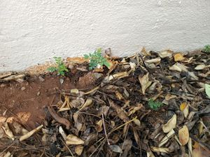 Plants Combo Of 5