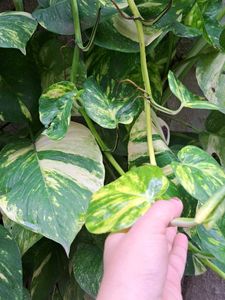 Money Plant