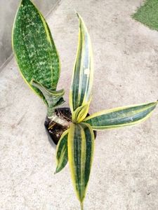 Sansevierias Combo