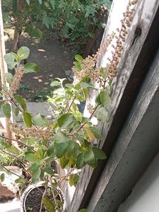 Holy Basil (Tulsi) Seeds