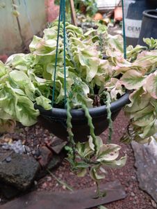 Devil&#39;s Backbone Plant