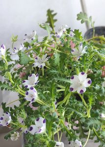 3 Plant Combo Seeds