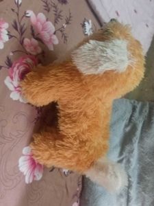 Teddy 🐕 Dog