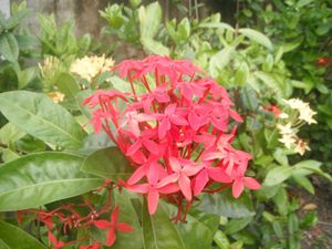 Fujifilm FinePix Z70 Digital Camera