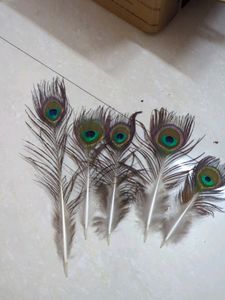 Peacock Feather