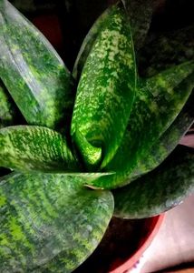 Sansevieria “Hahnii” Birds Nest Dwarf Snake Plant