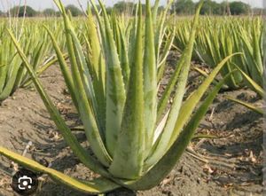 Petha Plant