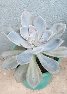 Variegated Succulent