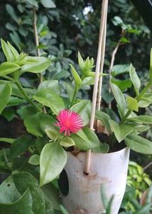 Baby Sunrose Plant