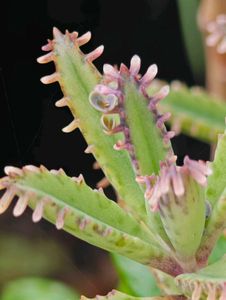 Mother of Millions Plant Bare Root